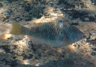 Yellowtail Parrotfish; initial phase