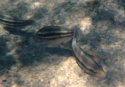 Striped Parrotfish; juveniles