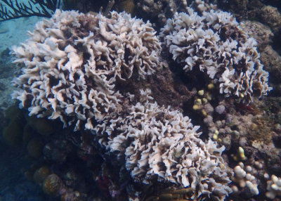 Thin Leaf Lettuce Coral