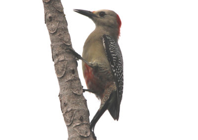 Velasquez's Golden-fronted Woodpecker; female