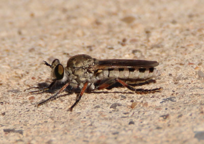 Laphystiinae Robber Fly species