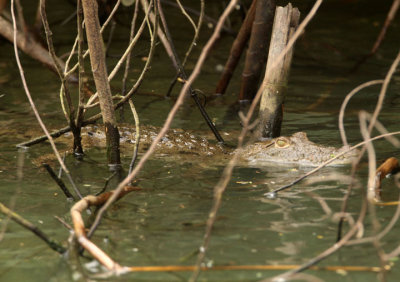 American Crocodile