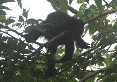 Black Howler Monkey; juvenile