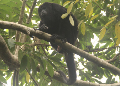 Black Howler Monkey; male