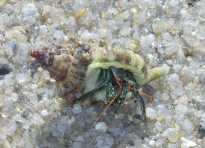 Blue-legged Hermit Crab inhabiting Knobbed Triton Shell