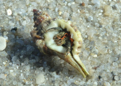Blue-legged Hermit Crab inhabiting Knobbed Triton Shell