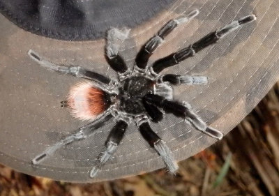 Brachypelma vagans; Mexican Red Rump Tarantula