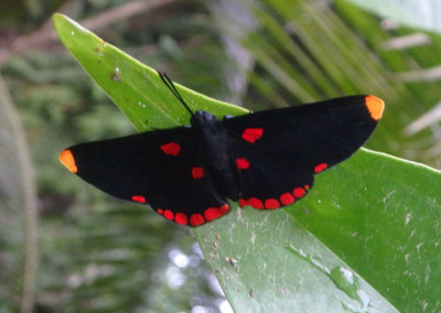 Melanis pixe; Red-bordered Pixie