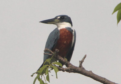 Ringed Kingfisher; male 