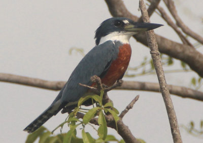 Ringed Kingfisher; male