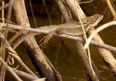 Striped Basilisk