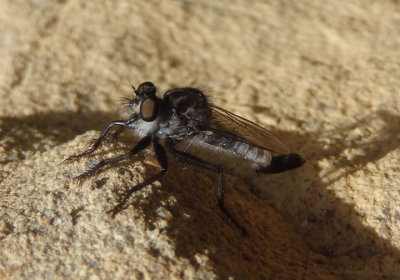 Efferia Robber Fly species