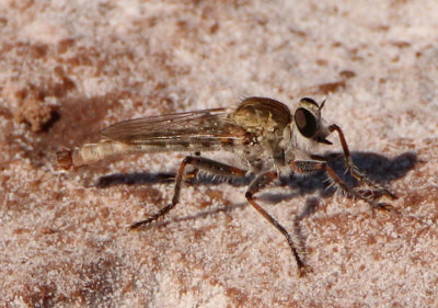 Proctacanthella Robber Fly species