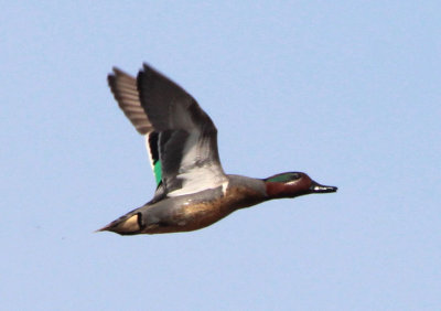 Green-winged Teal; male