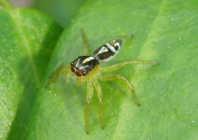 Frigga pratensis; Jumping Spider species