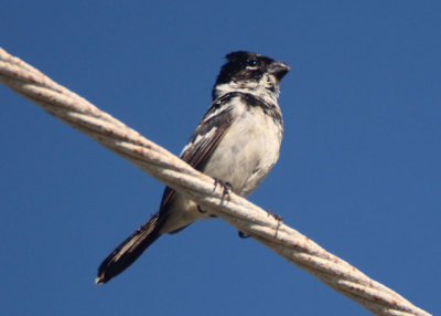 Morelet's Seedeater; male 