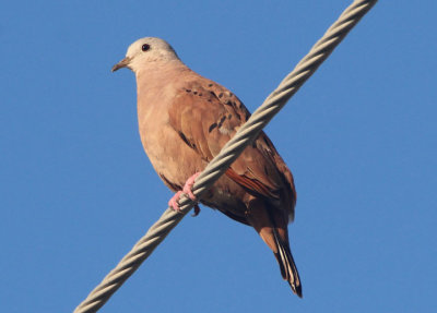 Ruddy Ground-Dove; male