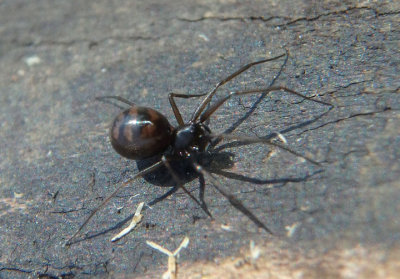 Bathyphantes Sheetweb Spider species