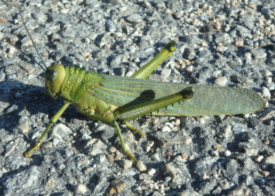 Tropidacris violaceus; Giant South American Grasshopper