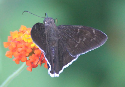 Achalarus jalapus; Jalapus Cloudywing