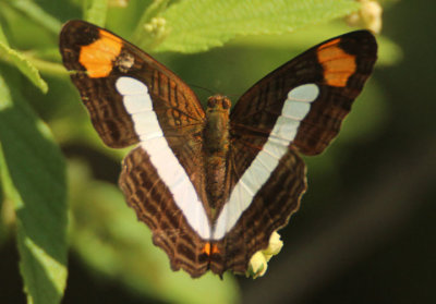 Adelpha iphicleola; Confusing Sister