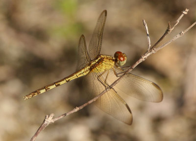 Erythrodiplax umbrata; Band-winged Dragonlet; female