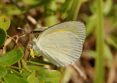 Eurema elathea; Baton Yellow