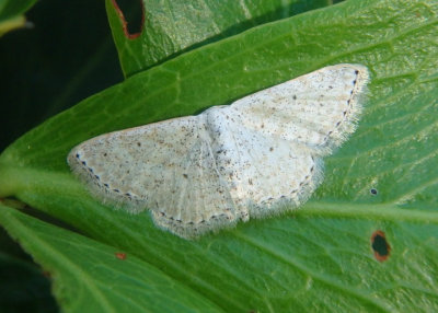 Geometrid Moth species