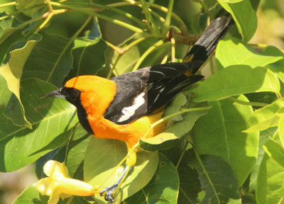 Hooded Oriole; male