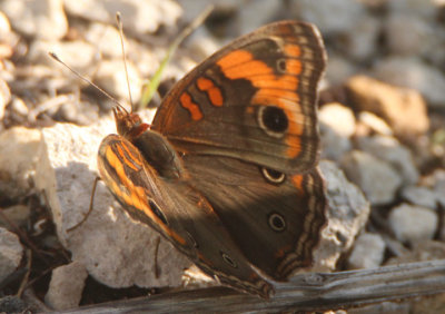 Junonia evarete; Tropical Buckeye 