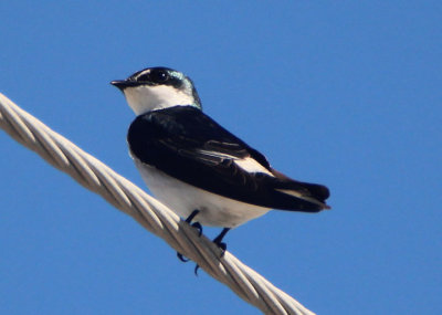 Mangrove Swallow 