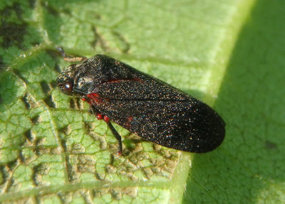Prosapia Spittlebug species