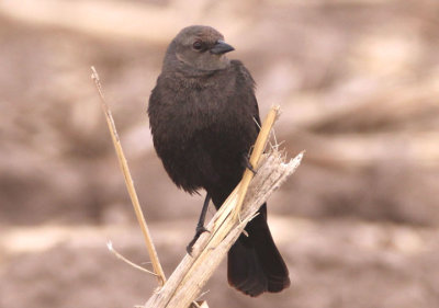 Brewer's Blackbird; female