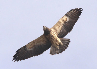 Swainson's Hawk; immature light morph