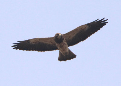 Swainson's Hawk; immature light morph