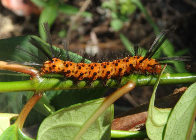8284 - Syntomeida epilais; Oleander Moth caterpillar