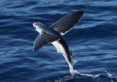 Atlantic Flying Fish
