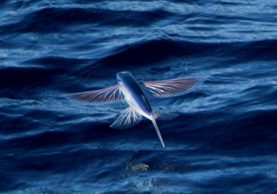 Atlantic Flying Fish