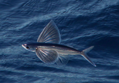 Atlantic Flying Fish 