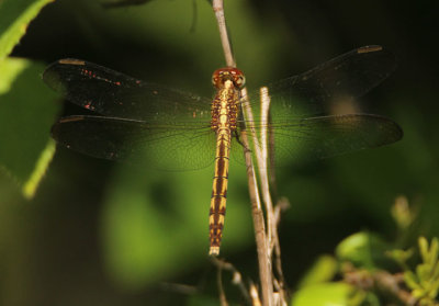 Erythrodiplax umbrata; Band-winged Dragonlet; female