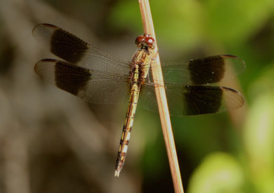 Erythrodiplax umbrata; Band-winged Dragonlet; young male