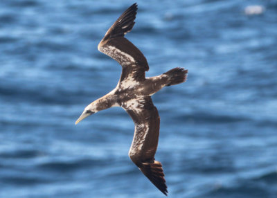 Masked Booby; juvenile 