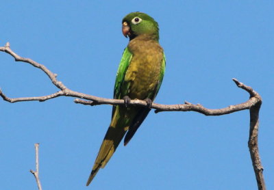 Olive-throated Parakeet