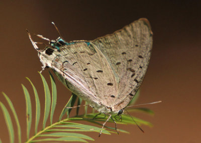 Pseudolycaena damo; Sky-Blue Greatstreak