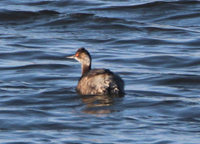 Eared Grebe; transitional