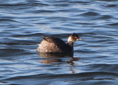 Eared Grebe; transitional