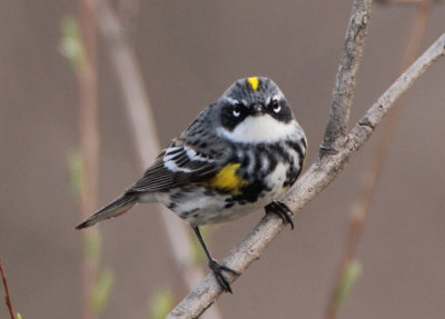 Yellow-rumped Myrtle Warbler; breeding male