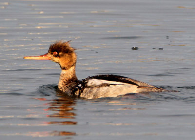 Red-breasted Merganser; young male