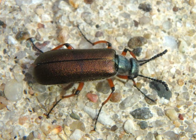 Lytta aenea; Blister Beetle species