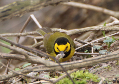 Hooded Warbler; male 